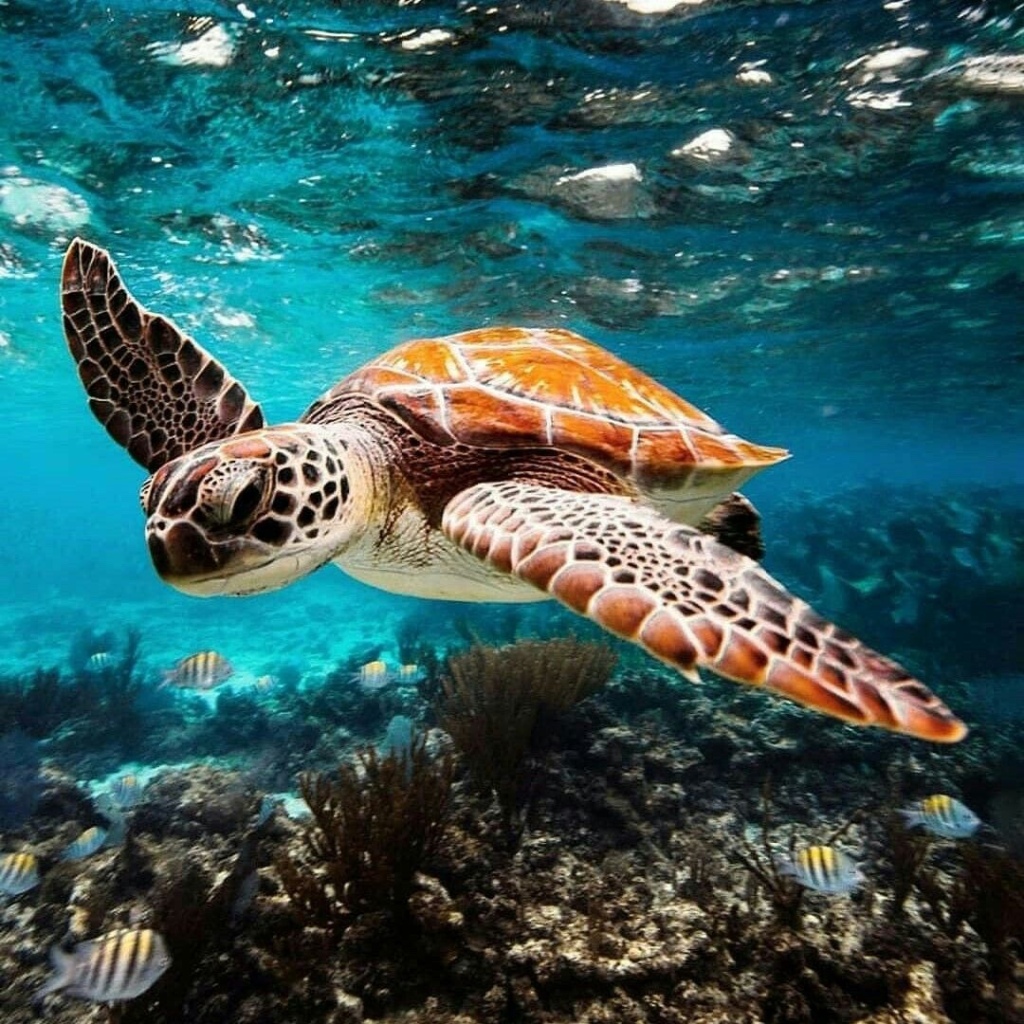 Beautiful gifts that help to save Sea Turtles 😍 🌊 🐢